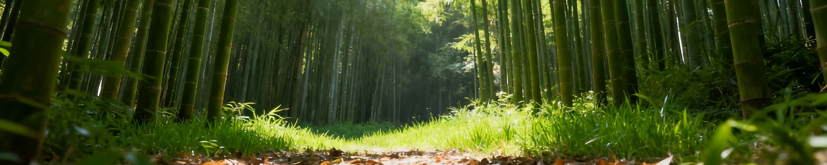 A peaceful path winding through a dense green bamboo forest with golden sunlight, embodying the natural lifestyle and Eastern heritage behind the SootheHerbs team.