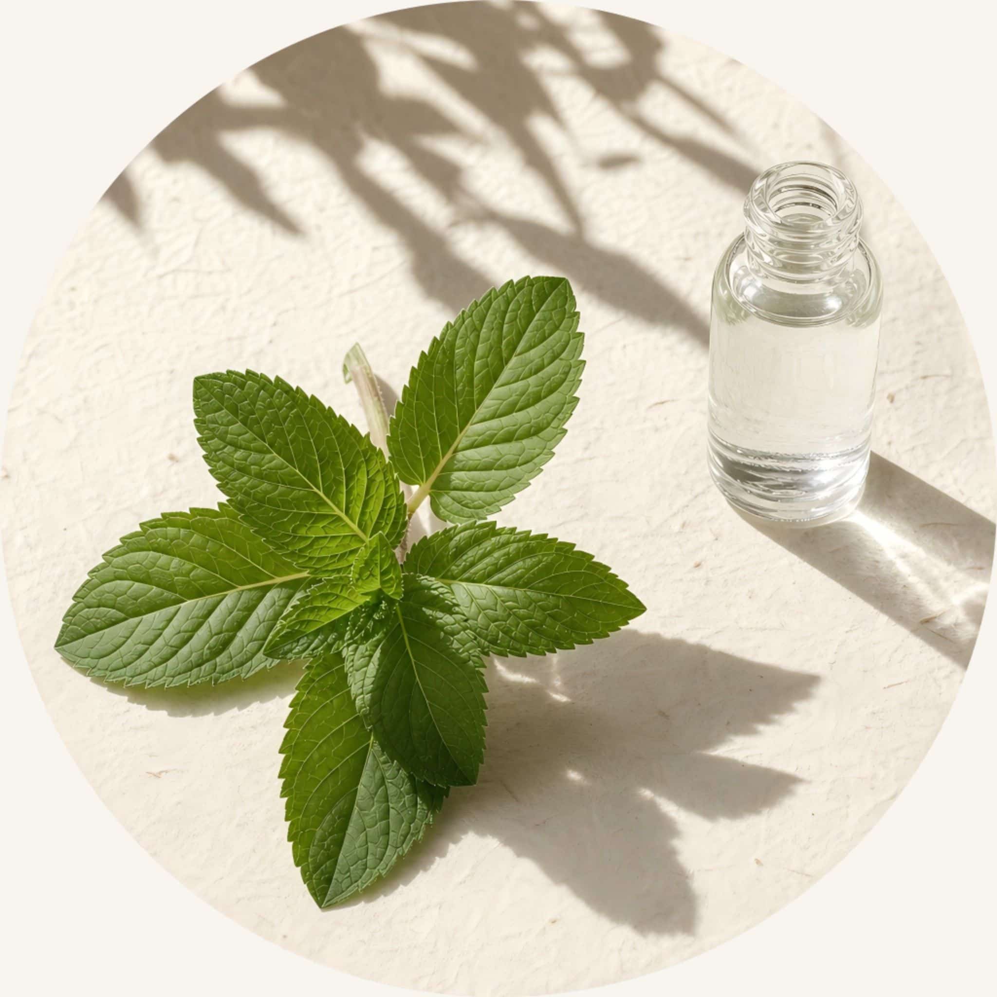 Fresh green Spearmint leaves next to an essential oil dropper bottle, featured in this gentle shampoo for sensitive scalps to calm irritation and soothe discomfort.