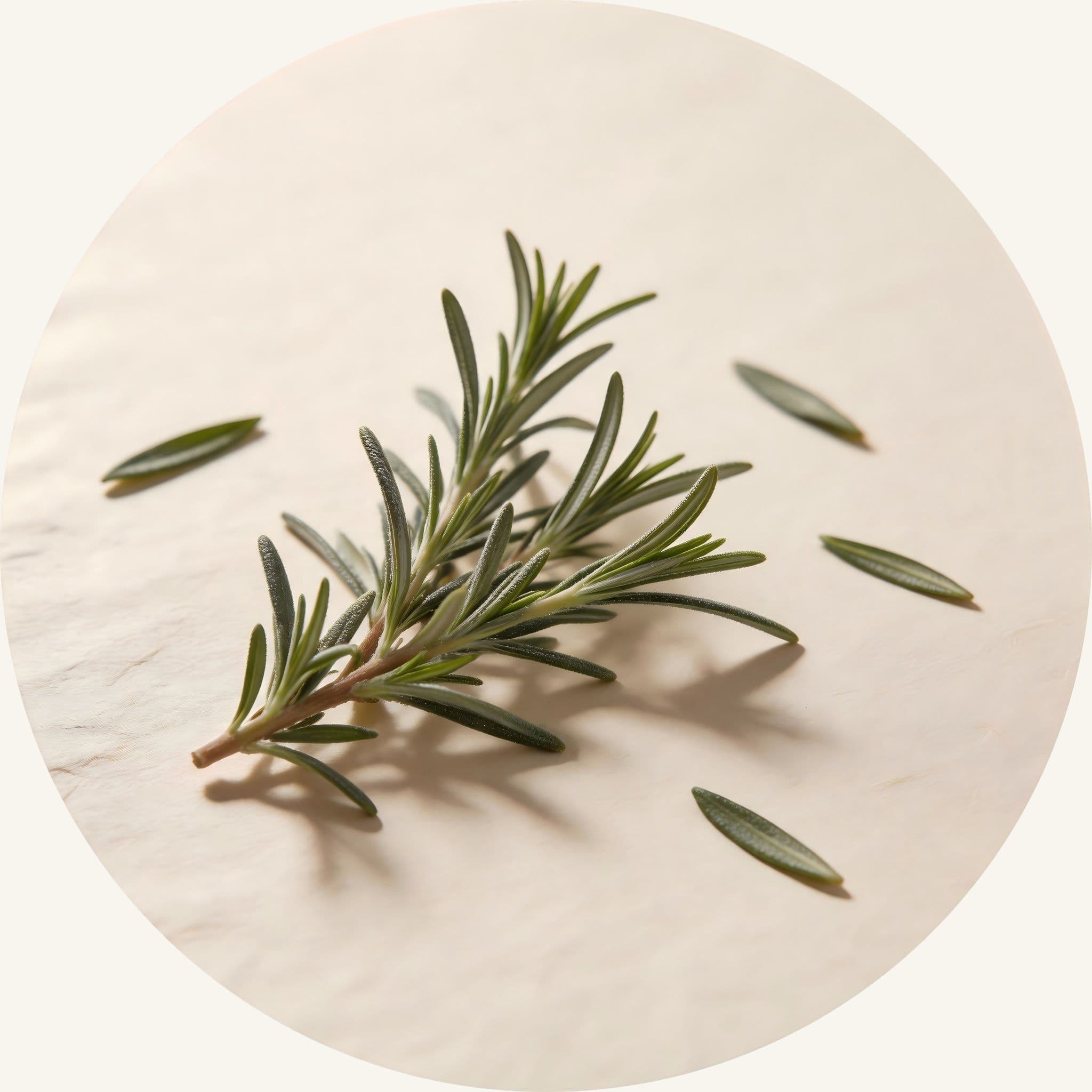 Fresh organic Rosemary sprigs, working within this scalp stimulating shampoo bar to support scalp vitality and awaken dormant roots with a root-awakening synergy.