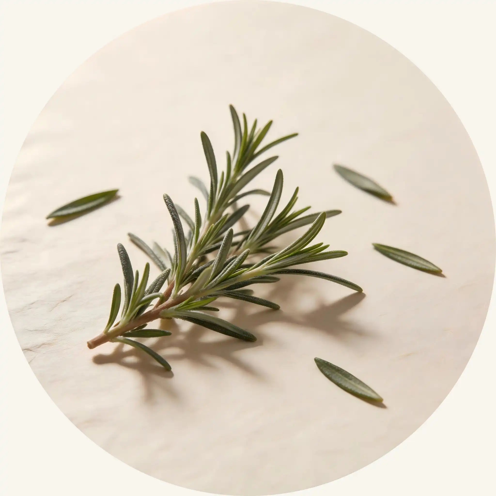 Fresh rosemary herbal sprigs on a warm light background, an invigorating scalp stimulator to refresh and awake hair follicles.