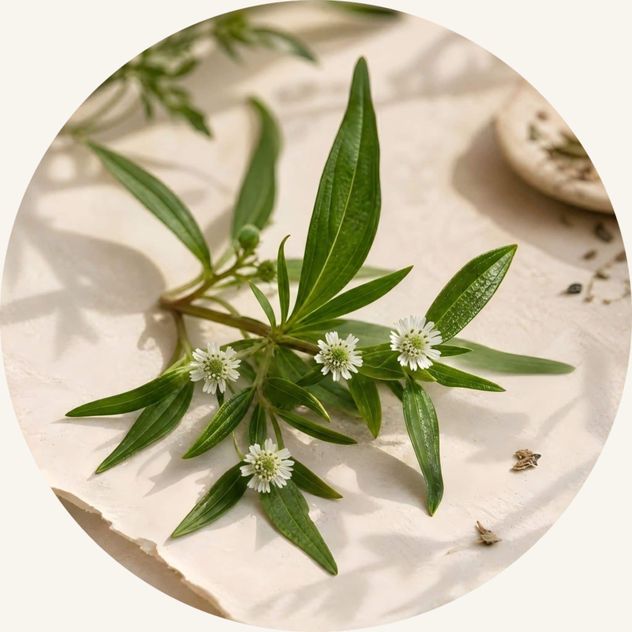Organic Eclipta Alba botanicals with small white blossoms, designed to revitalize the scalp environment for natural fullness and a weightless lift at the root.