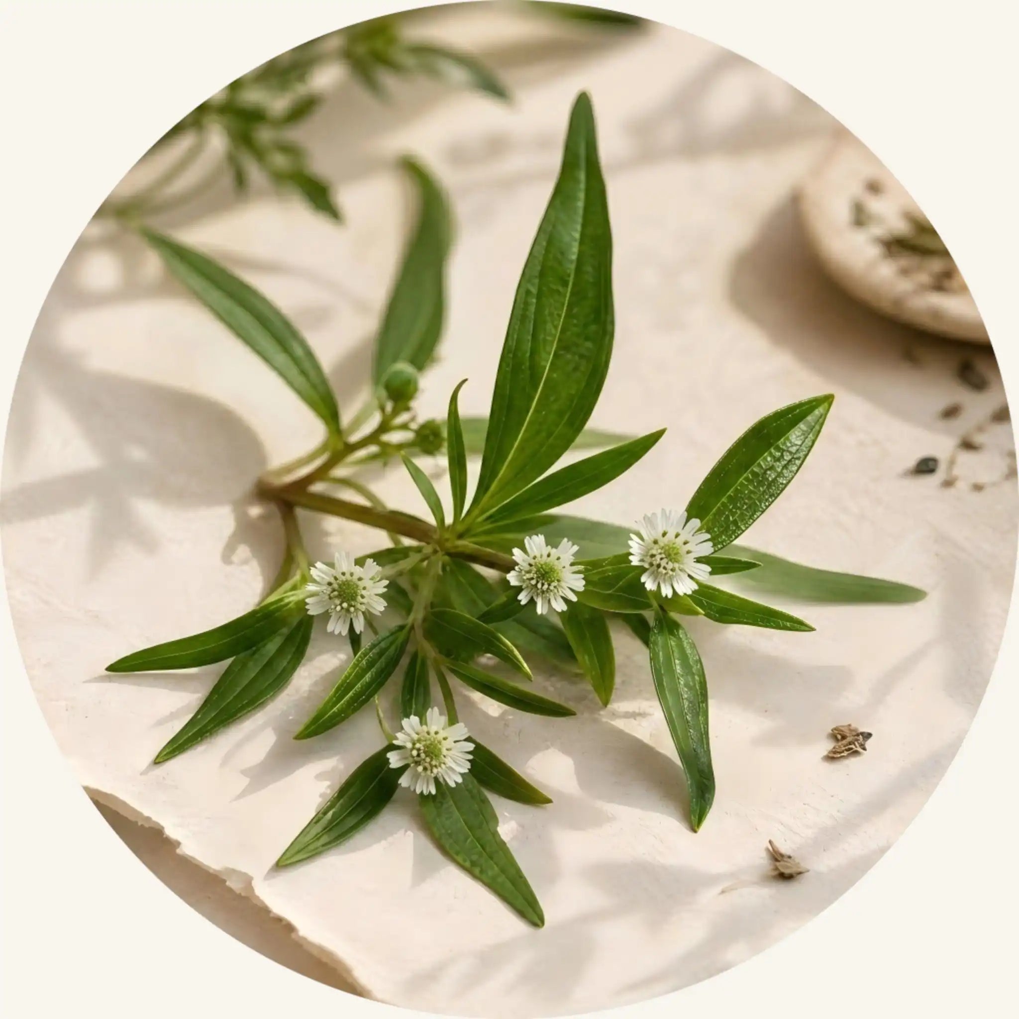 Organic Eclipta Alba botanicals with small white flowers, a natural vitality catalyst to deeply nourish root foundations.